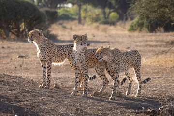 Coalition of three cheetahs standing alert in the bush, Botswana © stuporter