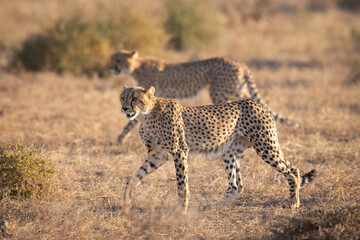 Pair of cheetahs walking through dry savanna grass, Botswana © stuporter