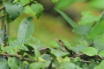 a ratesanke snake peeking out from the leaves