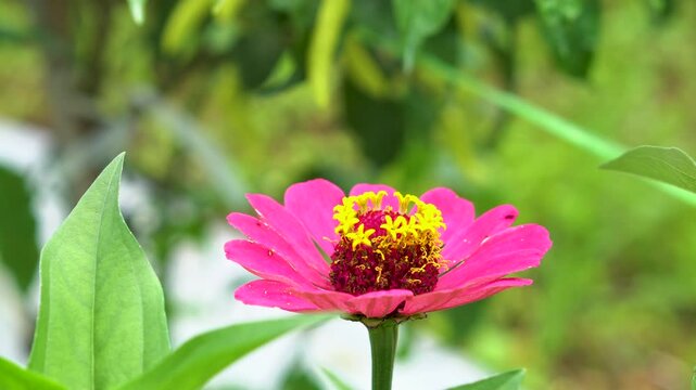 The pink Zinnia flower, likely Zinnia elegans or a related cultivar, has bright pink petals arranged around a dense, dark yellow-red center.