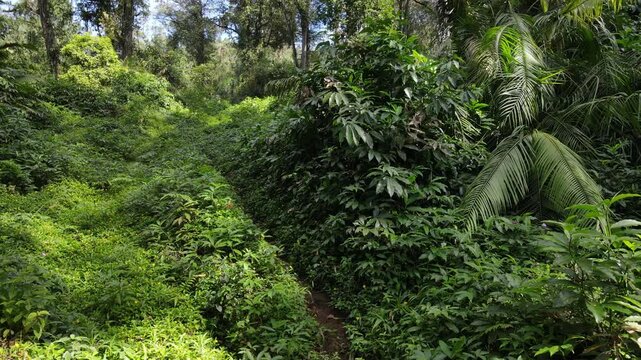Epic Tropical Forest Landscape with Diverse Trees in Southeast Asia, Drone View. Lush Jungle with Pine, Mahogany, and Palm Trees covered Wild Orchids and Vines