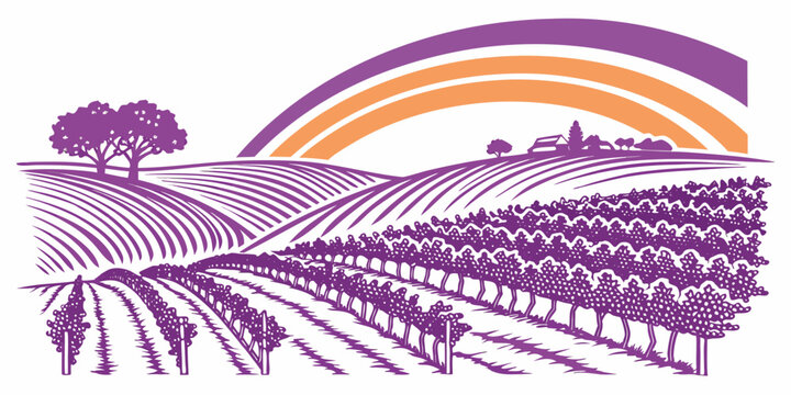 Vineyard landscape with rainbow over rows of grapevines Vector