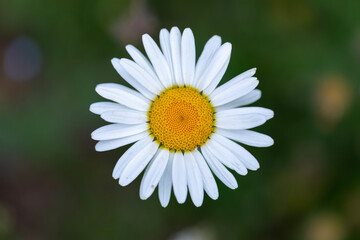 Fototapeta premium Close-up of common daisy, turkish name 
