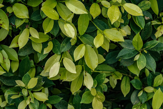 Vibrant green Ficus microcarpa leaves with raindrops. Fresh new growth creates a lush, natural texture background for ecology, gardening and wellness concepts