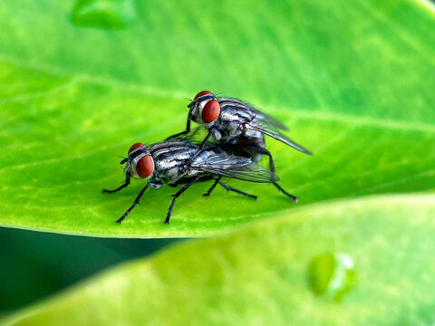 Close-up of two Flesh Flies (Sarcophagidae) mating on a bright green leaf with water droplets. High detail showing red eyes and textured wings. Scientific Name: Sarcophaga carnaria (Common Flesh Fly