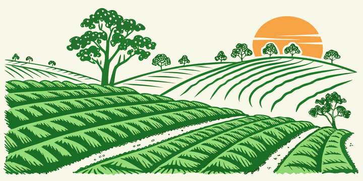 Tea plantation at sunrise with trees and rows of crops Vector