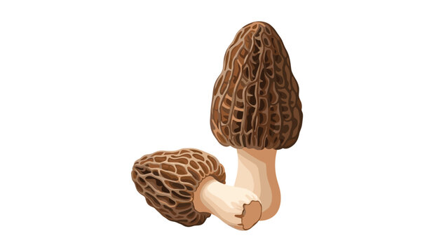 Two highly detailed morel mushrooms with their characteristic honeycomb texture standing on a plain white background.