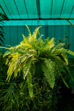 Variegated Boston Tiger Fern hanging plant in greenhouse garden