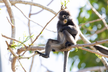 Obraz premium Cute Dusky Leaf Monkey, the spectacled langur or the spectacled leaf monkey eating a leaf in Penang hill 