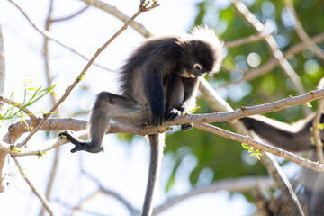 Fototapeta premium Cute Dusky Leaf Monkey, the spectacled langur or the spectacled leaf monkey eating a leaf in Penang hill 