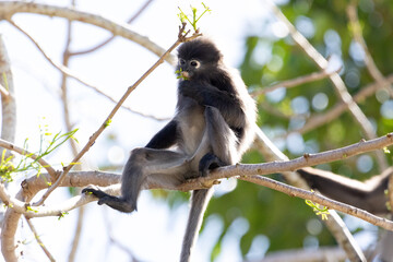 Fototapeta premium Cute Dusky Leaf Monkey, the spectacled langur or the spectacled leaf monkey eating a leaf in Penang hill 