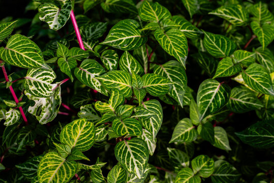 Ornamental Bloodleaf Leaves Pattern Natural Tropical Garden Background