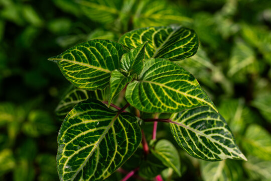 Tropical Bloodleaf Plant Foliage with Variegated Green Leaves and Pink Stems Closeup