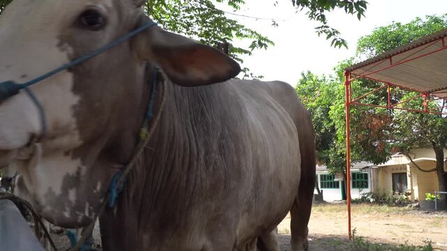 Yogyakarta, Indonesia - 1 September 2017 : Close up view of a Zebu type cattle breed featuring a brownish white coat commonly found in Southeast Asia. 