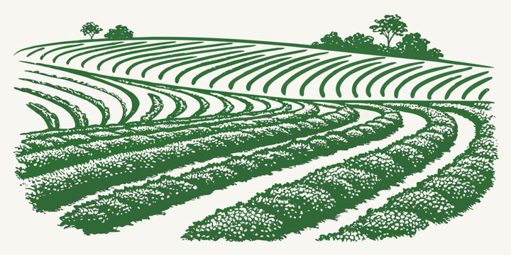A green field with rows of crops Vector