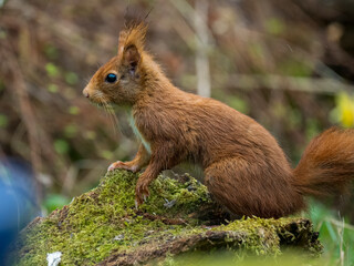 Eurasisches Eichh&ouml;rnchen, Sciurus vulgaris