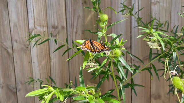 Monarch Butterfly Feeding on Swan Plant Milkweed in Sunny Garden Close Up