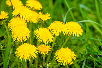 Obraz premium Yellow dandelions blooming on grass background 