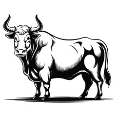 Fototapeta premium black and white bull