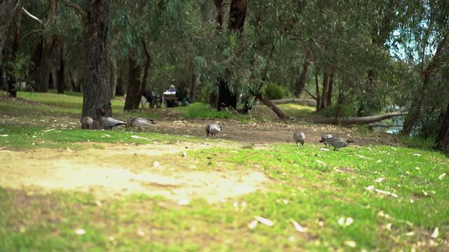 A flock of Australian wood ducks grazes on patchy green grass beneath eucalyptus trees in a tranquil riverside park setting with dappled sunlight.