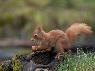 Fototapeta premium Eurasisches Eichhörnche