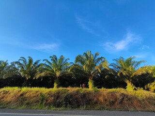 Obraz premium sky view with palm trees
