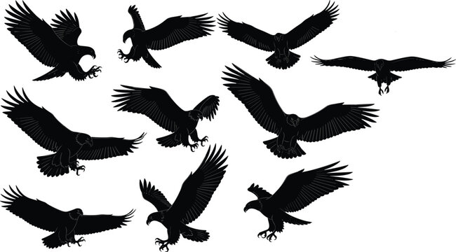 Set of black eagle silhouettes in various flying and soaring poses for predatory bird of prey nature wildlife vector illustration (20 words)