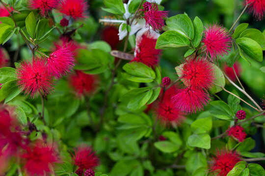 Closeup of a Calliandra Blooming Plants