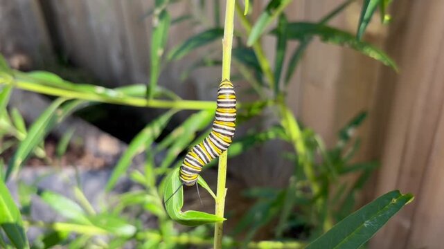 Monarch Butterfly & Caterpillar Feeding on Swan Plant Milkweed Leaves Close Up in the Garden