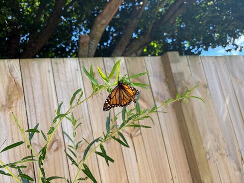 Monarch Butterfly & Caterpillar Feeding on Swan Plant Milkweed Leaves Close Up in the Garden