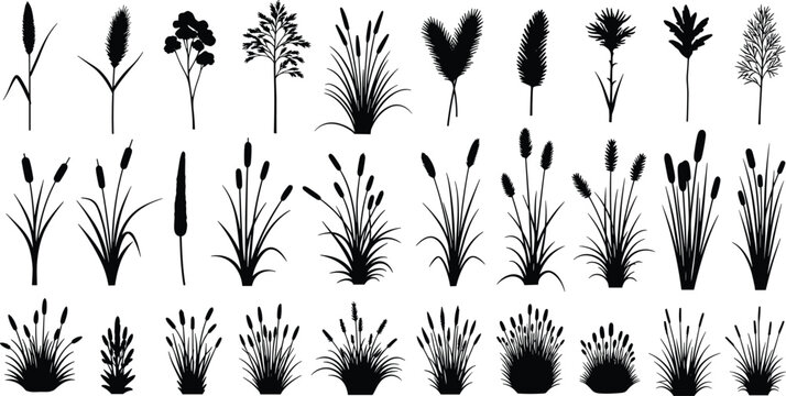Set of pampas grass and wild meadow plant silhouettes collection, dried floral black icons, nature weed elements, vector botanical sketches