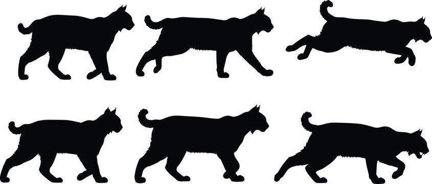 Lynx silhouette collection, wild bobcat walking and running bundle, feline predator shapes, woodland wildlife icons for nature adventure and hunting design 