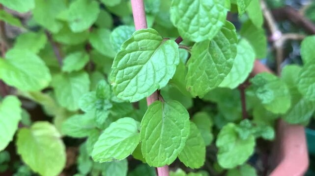 mint leaves in the garden