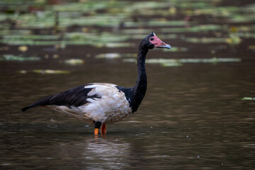 Magpie Goose - Anseranas semipalmata, unique large goose from Australian and New Guinea fresh waters, meadows and grasslands. © David