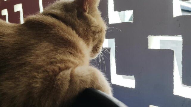 Back view of a ginger cat sitting comfortably and looking through a patterned wall ventilation, creating a peaceful home atmosphere.