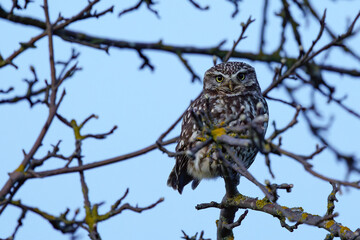 Obraz premium Steinkauz (Athene noctua)