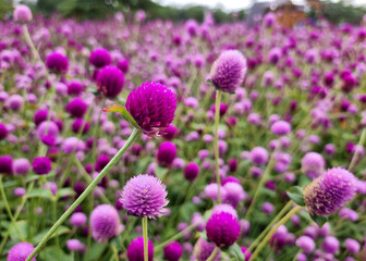 Obraz premium Close-up the beautiful purple Globe Amaranth or Bachelor Button in the garden.