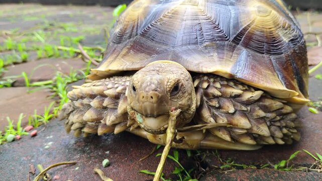 Close-up of a Sulcata tortoise eating a dried branch on a stone pavement, showing detailed shell patterns and textured scales on its legs in an outdoor garden setting.