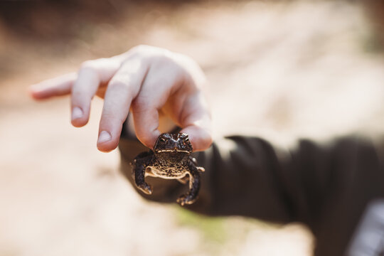 Close up of boy's hands holding toad in springtime