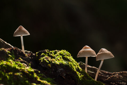Backlit photo of Mycena bonnet mushrooms growing on a fallen log