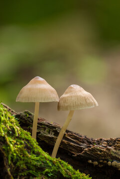 Tiny Mycena bonnet mushrooms growing on a fallen log in NJ