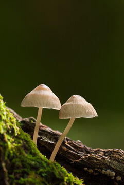 Tiny Mycena bonnet mushrooms growing in a New Jersey woodland