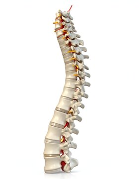 Human spine model showcasing vertebral column anatomy and structure.
