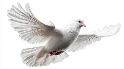 Obraz premium A beautiful white dove with its wings spread wide in flight against a clean white background