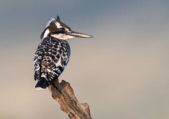 A pied kingfisher perches on a dead branch, its striking black and white plumage contrasting with the soft, muted background. The bird is poised, likely scanning the water for prey.