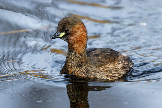 Zwergtaucher (Tachybaptus ruficollis)