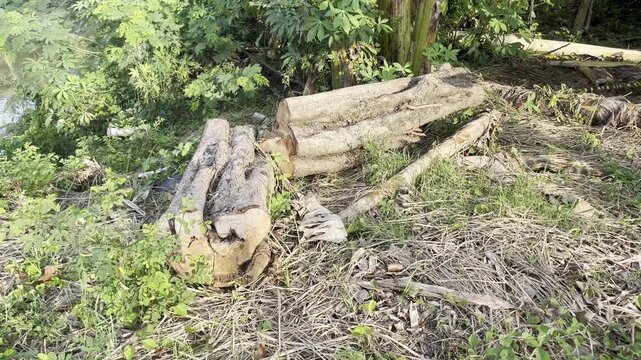 Kayu gelondongan yang baru saja dipotong ditumpuk di area perkebunan pedesaan