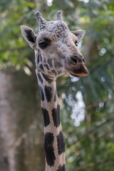 Obraz premium Giraffe head and long neck close up