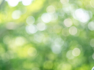 Obraz premium 木漏れ日の様子。爽やかな光の風景。丸い玉ボケ。森の木陰の風景。