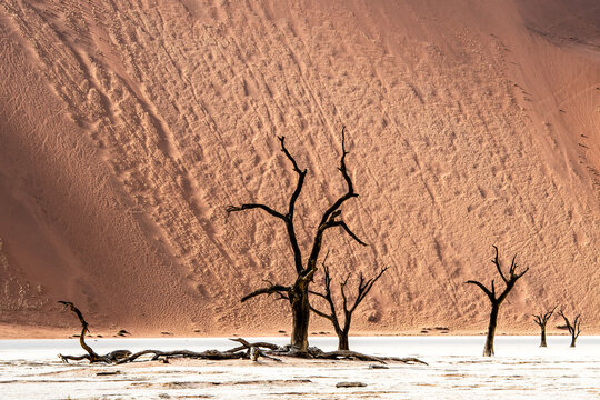 Dead trees stand in the white clay pan of Deadvlei, Namibia, against a backdrop of towering red sand dunes. The stark landscape is a result of climate change and drought.